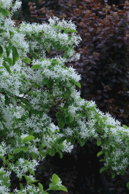 流苏树花