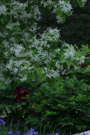 流苏树花