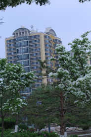 流苏树花