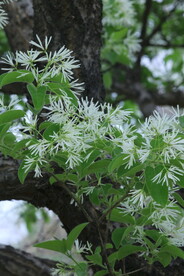 流苏树花 