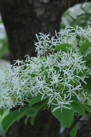 流苏树花