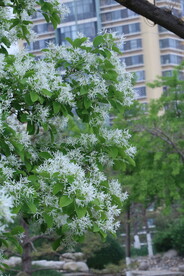 流苏树花