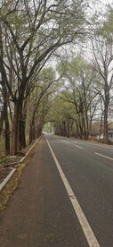 林荫小路