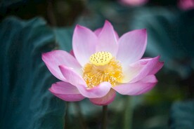 莲花