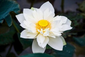 白莲花