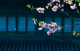 桃花