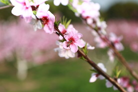 桃花