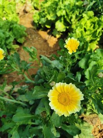 阳光下的茼蒿菜菊花菜