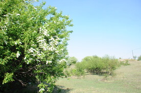 稠李子花