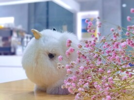 小可爱