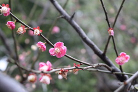 梅花香自苦寒来