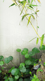 花园一角