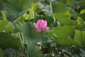 挂画 莲花
