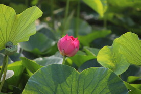 莲花