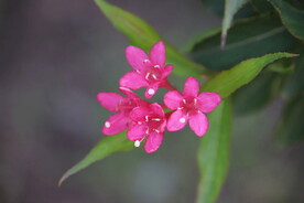 鲜花