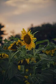 太阳花