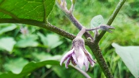 茄子花