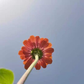 向上