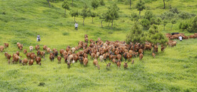 云南牛旭牧场 黄牛 草原牧场 