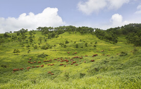 云南牛旭牧场 黄牛 草原牧场 