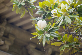 白玉兰花
