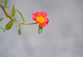绚丽的小花