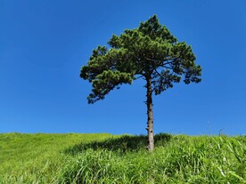 山顶一棵松
