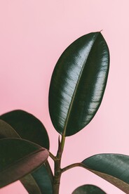 绿植背景
