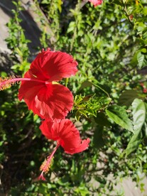 扶桑花的爱意