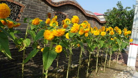 小日葵
