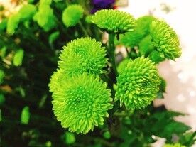 小雏菊