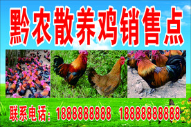 黔农散养鸡销售点