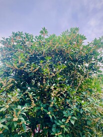 桂花树