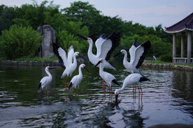 仿真鸟白鹳雕塑BY泉州江之南