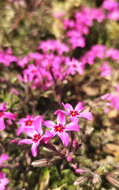 不知名小花