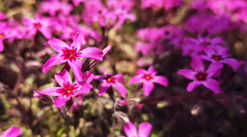 不知名小花