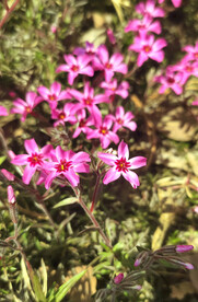 不知名小花