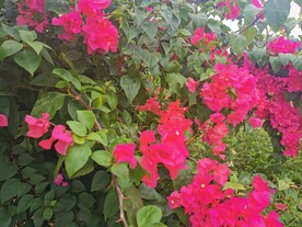 三角梅花