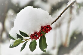 雪