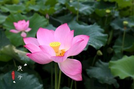 夏荷