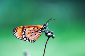 蝴蝶