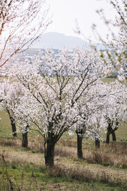 花树