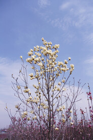 白玉兰花