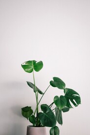 绿叶