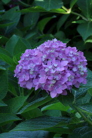 绣球花 