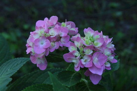 绣球花