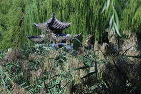 芦苇芦花 