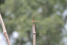 蜻蜓