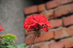 臭球花