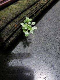 生命力顽强的小草